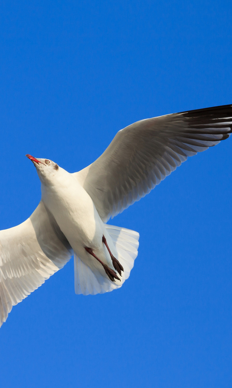 Обои Seagull Flight In Blue Sky 768x1280