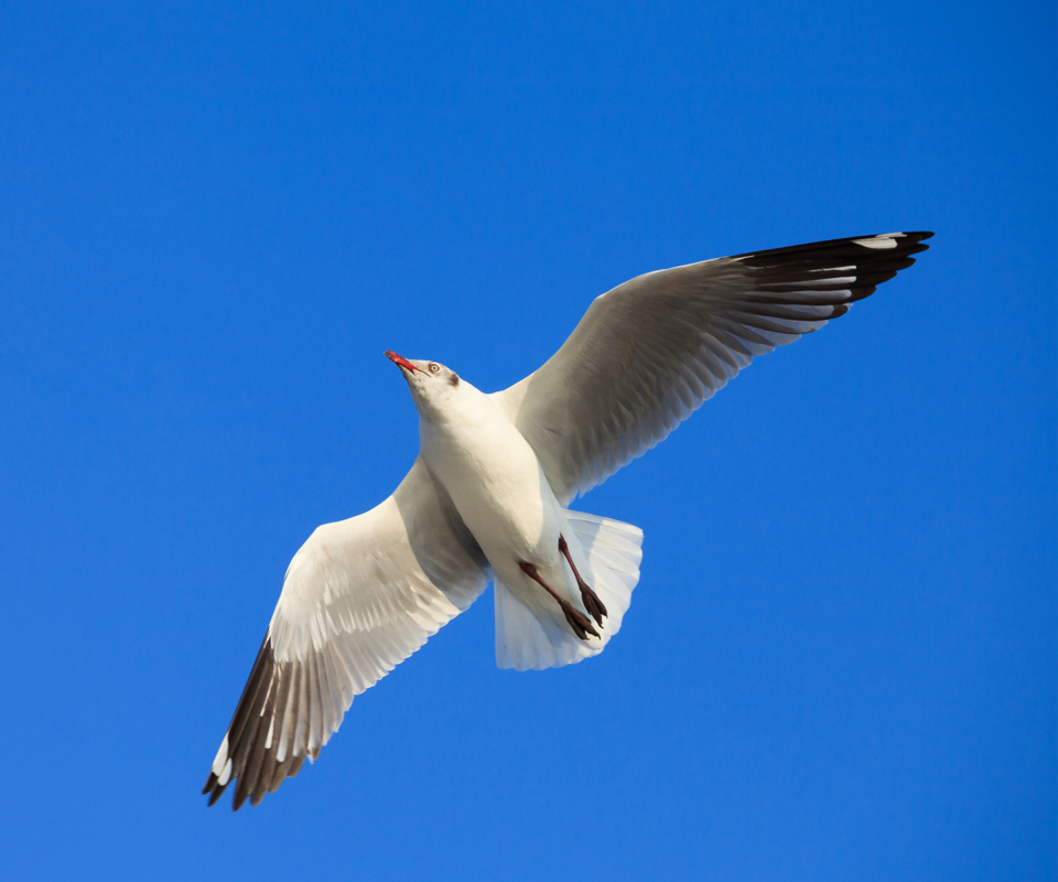 Screenshot №1 pro téma Seagull Flight In Blue Sky 960x800