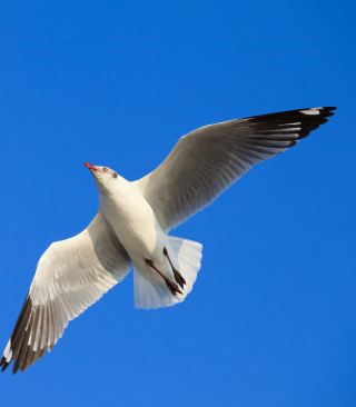 Seagull Flight In Blue Sky - Obrázkek zdarma pro Nokia C6
