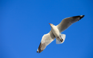 Seagull Flight In Blue Sky - Obrázkek zdarma 