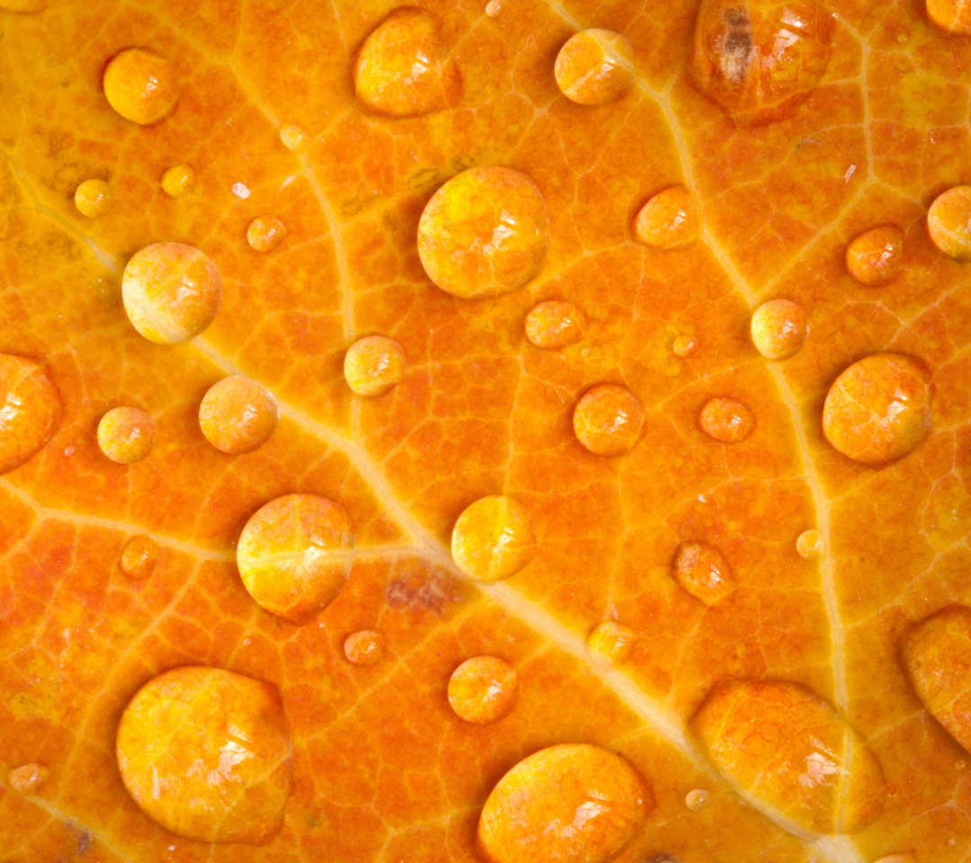 Sfondi Dew Drops On Orange Leaf 1080x960