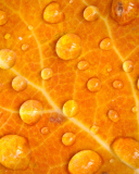 Screenshot №1 pro téma Dew Drops On Orange Leaf 128x160