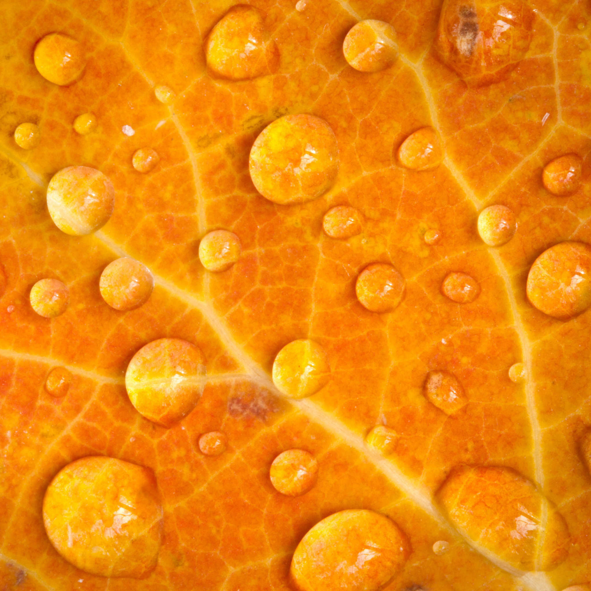 Screenshot №1 pro téma Dew Drops On Orange Leaf 2048x2048