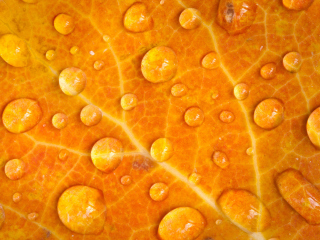Обои Dew Drops On Orange Leaf 320x240