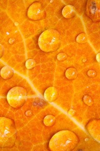 Das Dew Drops On Orange Leaf Wallpaper 320x480