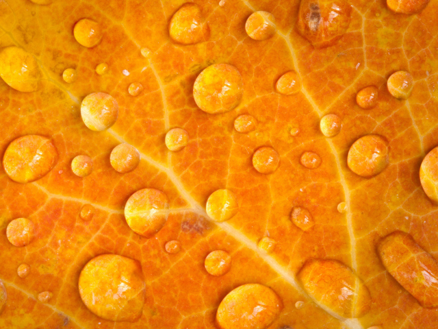 Dew Drops On Orange Leaf wallpaper 640x480