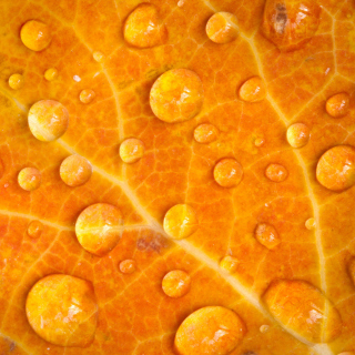Kostenloses Dew Drops On Orange Leaf Wallpaper für iPad 2