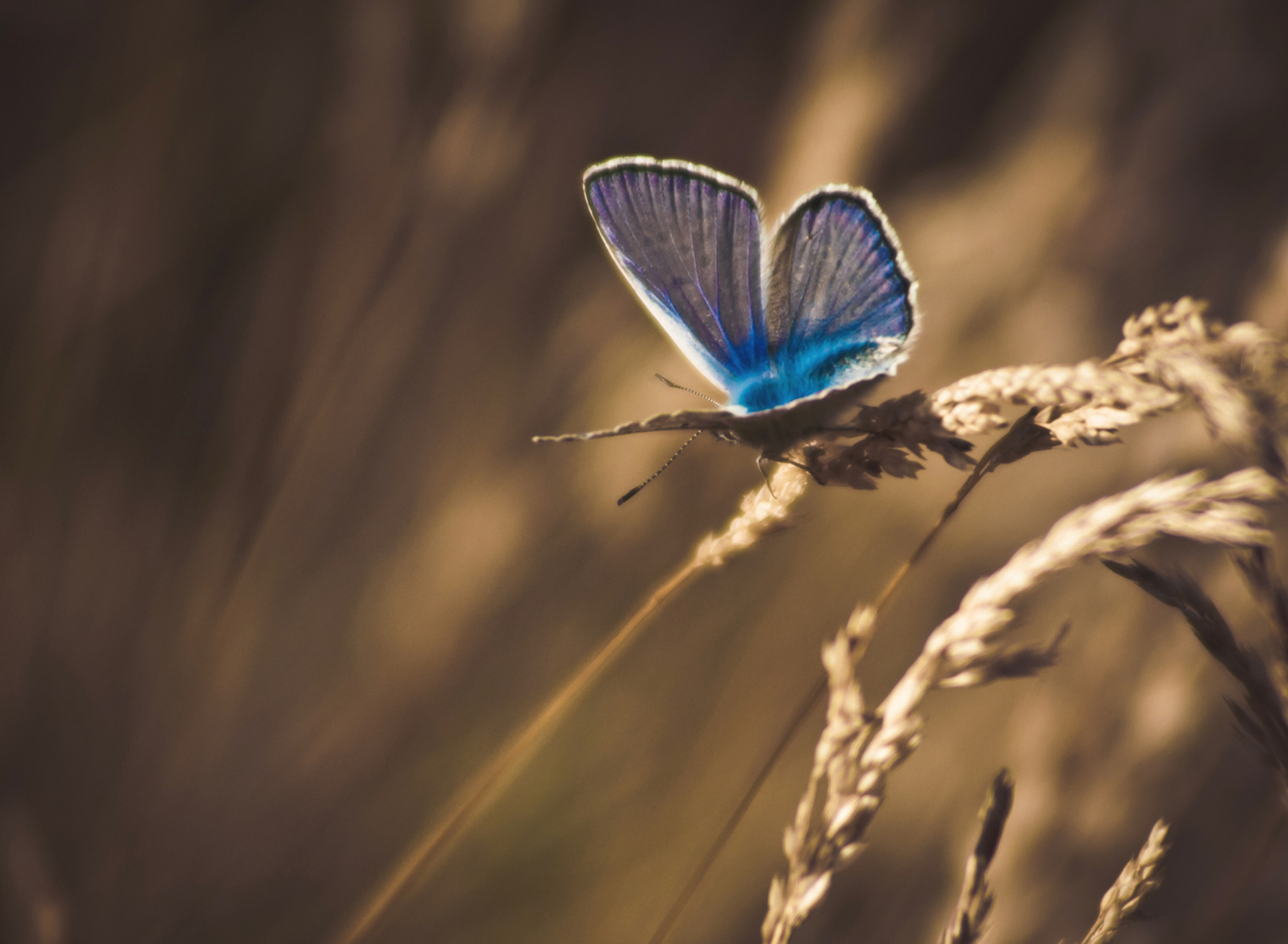 Обои Blue Butterfly Macro 1920x1408