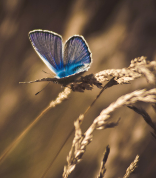 Kostenloses Blue Butterfly Macro Wallpaper für Nokia C6