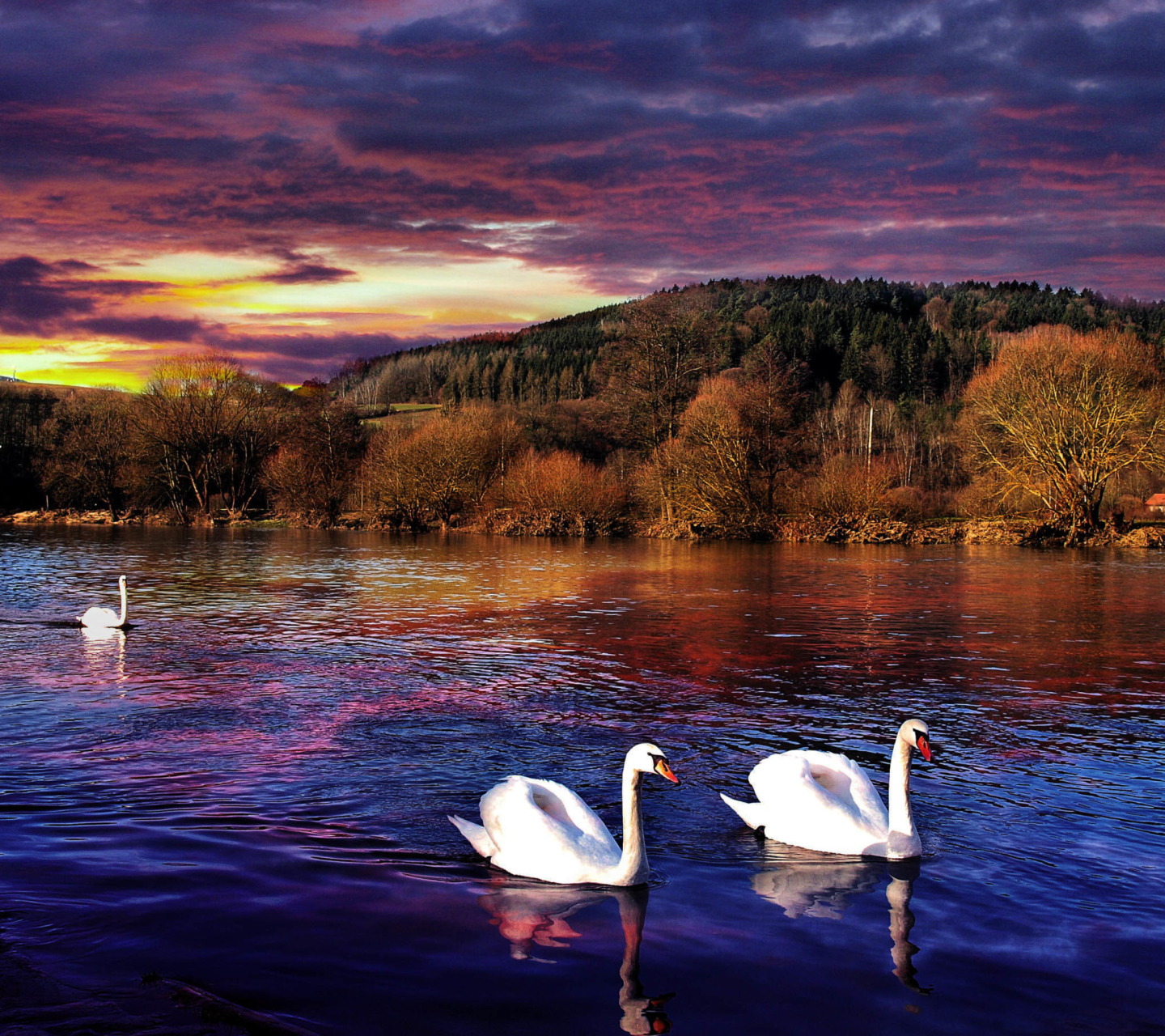 Fondo de pantalla Swan Lake 1440x1280