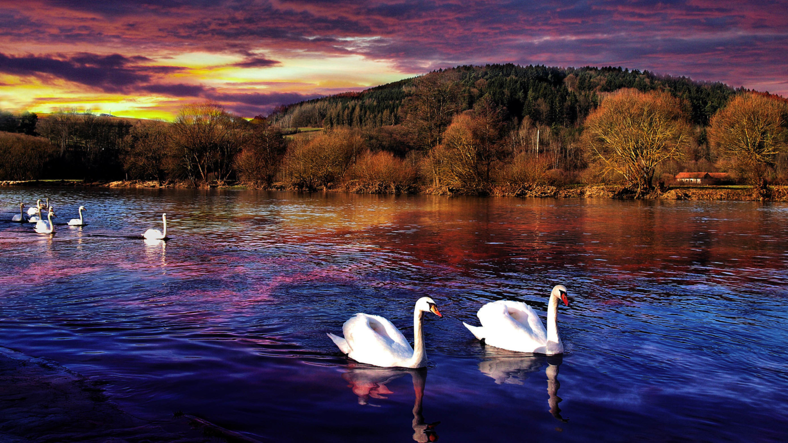 Обои Swan Lake 1600x900