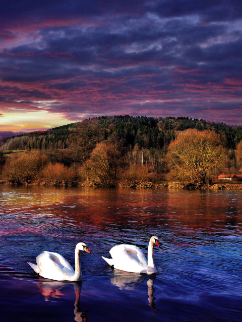 Fondo de pantalla Swan Lake 480x640