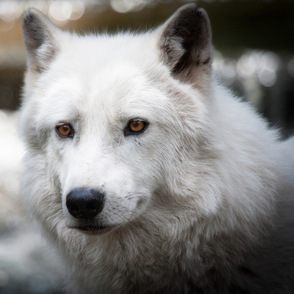 Sfondi White Wolf 1024x1024