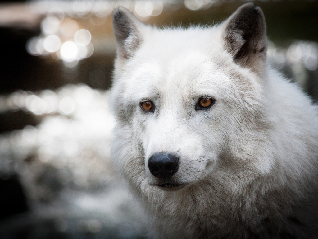 Das White Wolf Wallpaper 1024x768