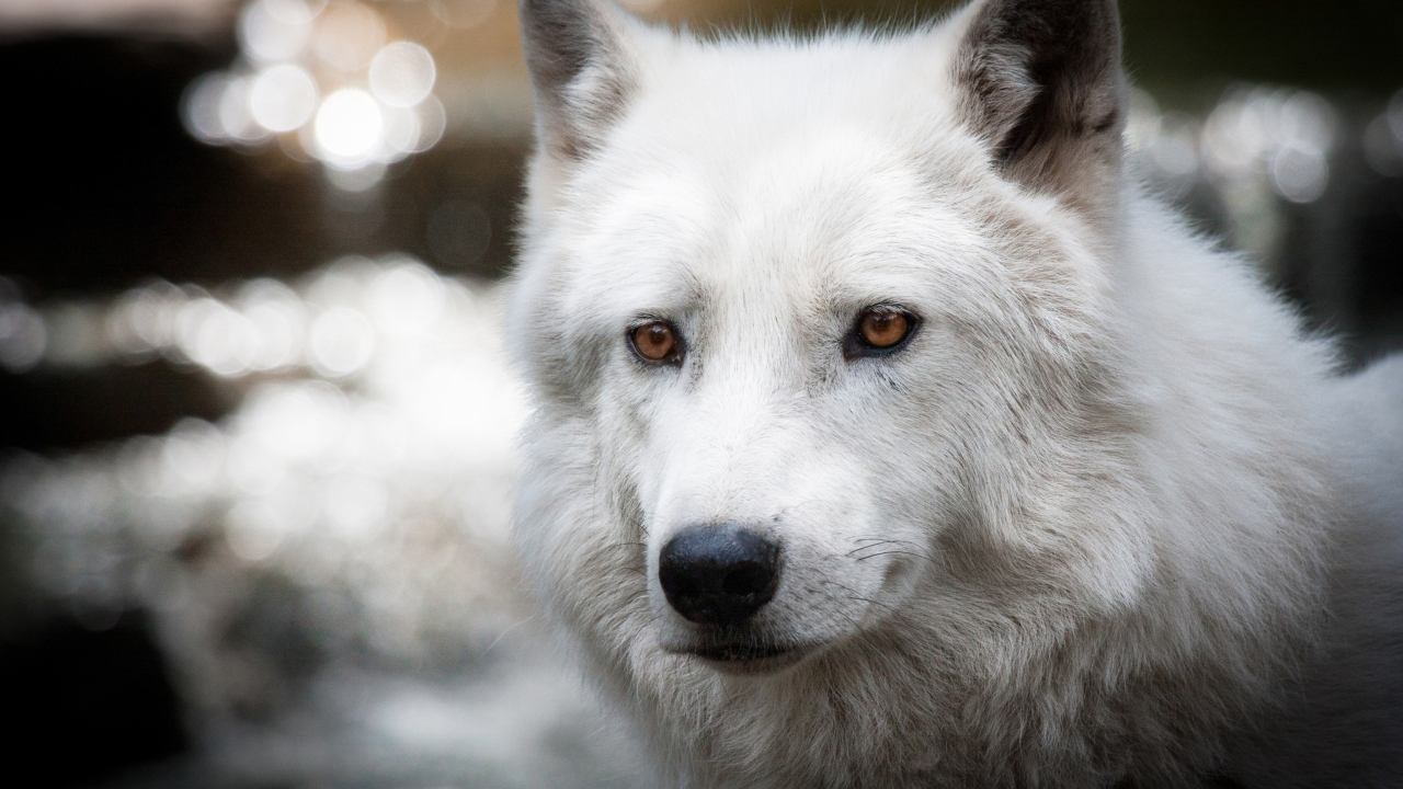 Sfondi White Wolf 1280x720