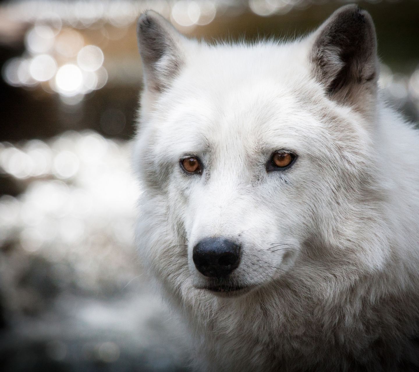 Fondo de pantalla White Wolf 1440x1280