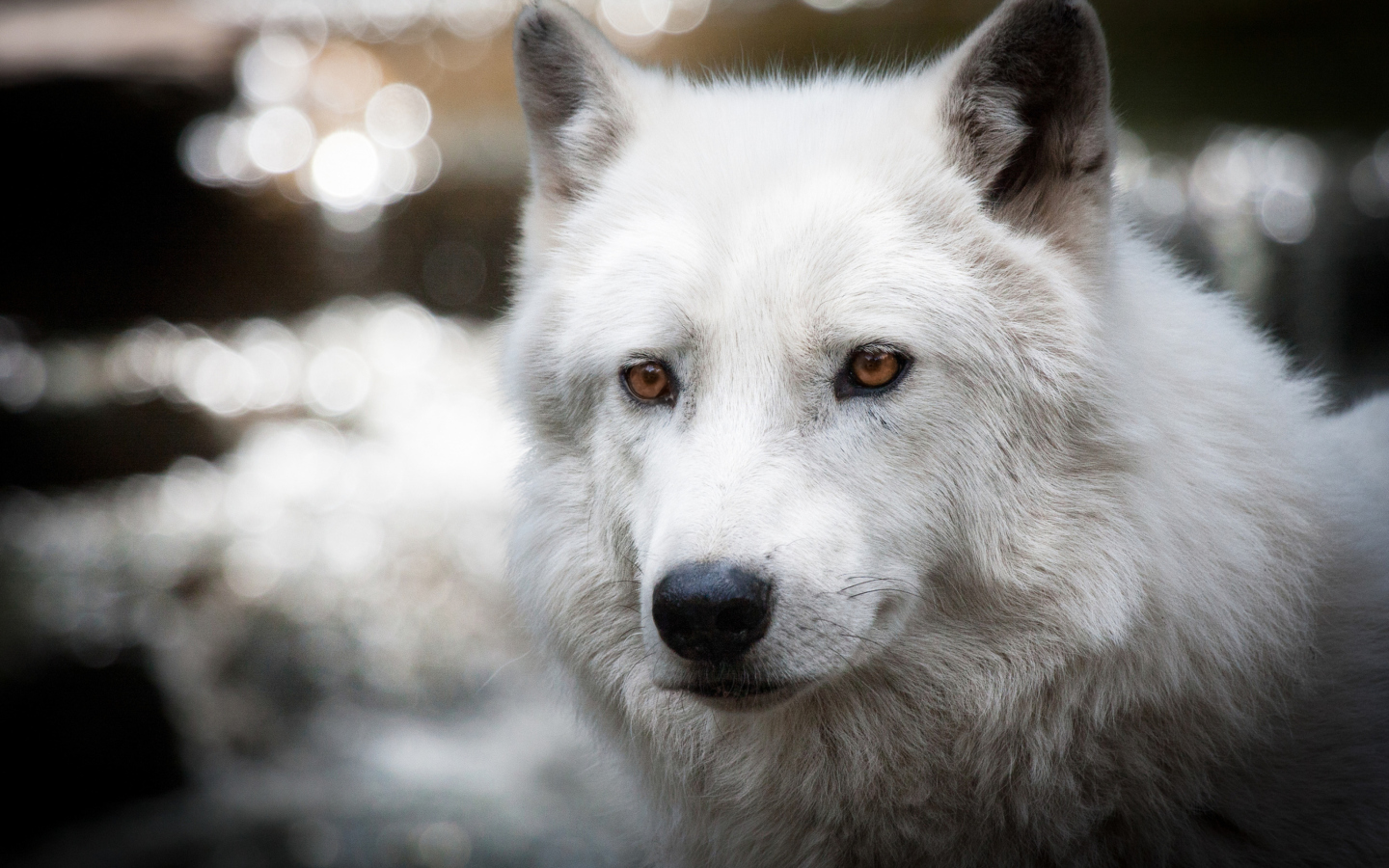 Fondo de pantalla White Wolf 1440x900