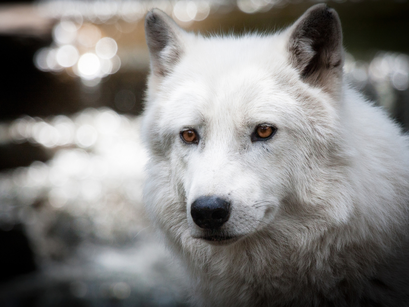 Fondo de pantalla White Wolf 1600x1200