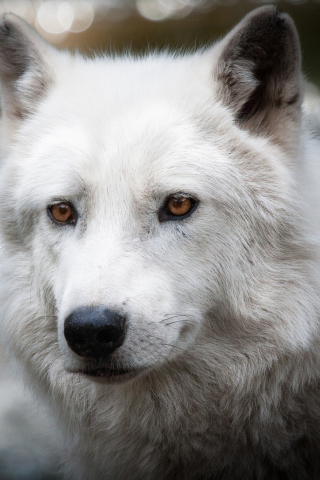 White Wolf wallpaper 320x480