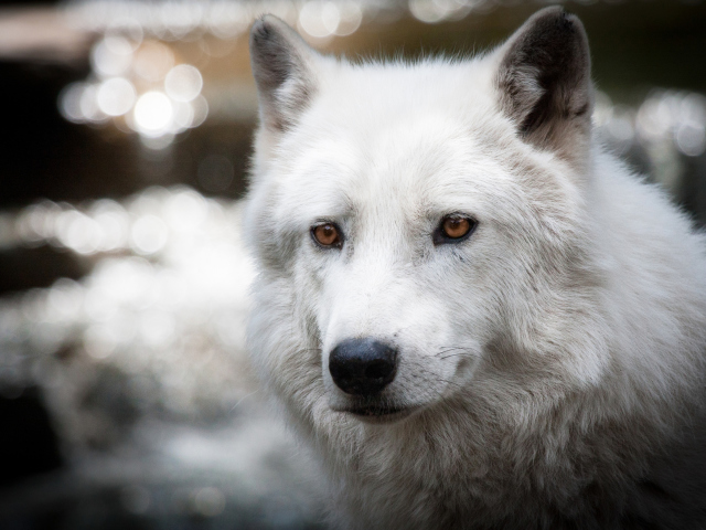 White Wolf screenshot #1 640x480