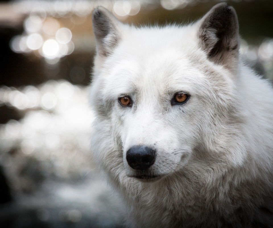 White Wolf screenshot #1 960x800