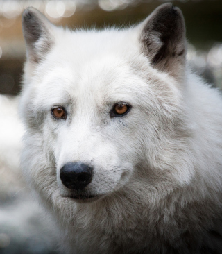 White Wolf - Obrázkek zdarma pro iPhone 4