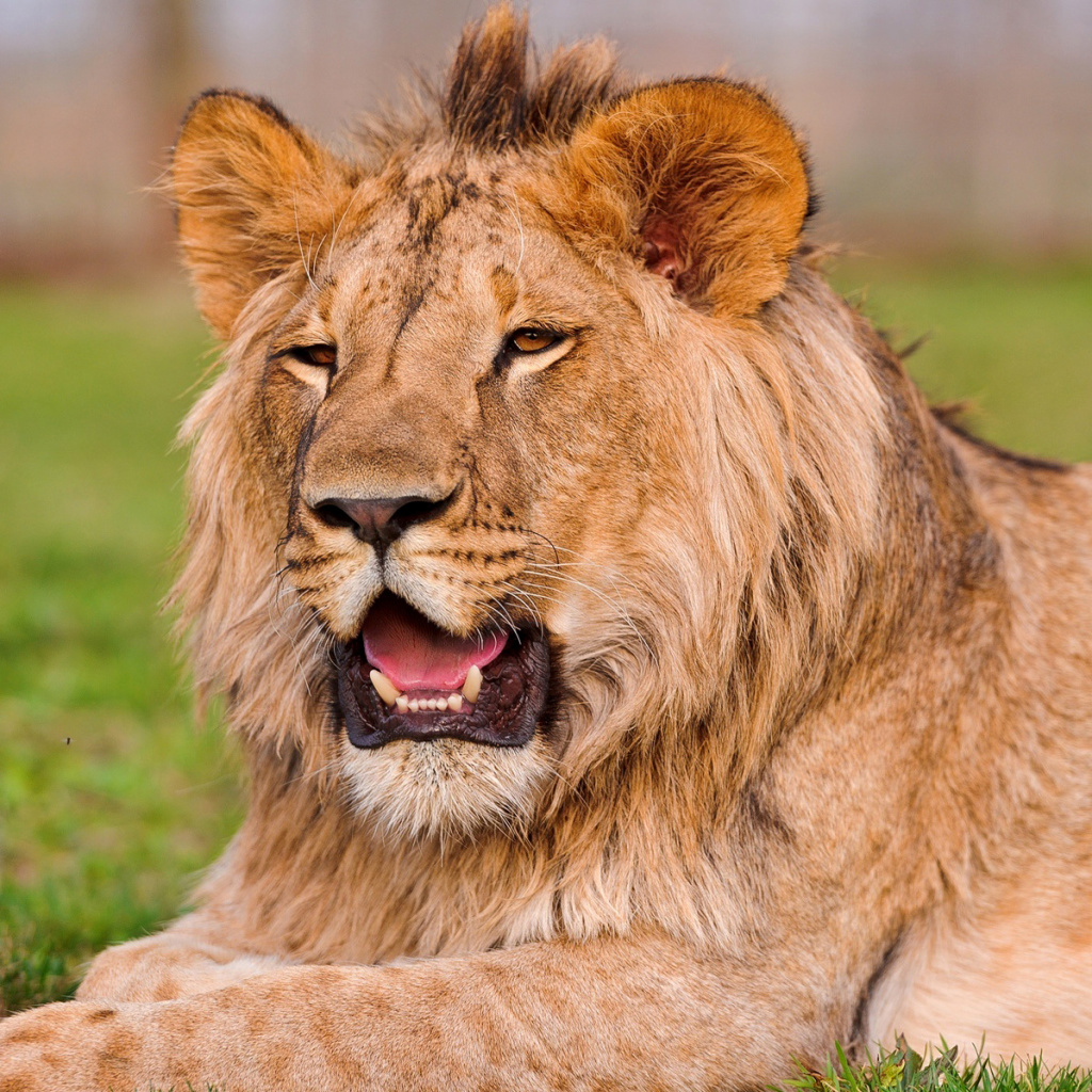 Lion in Mundulea Reserve, Namibia wallpaper 1024x1024