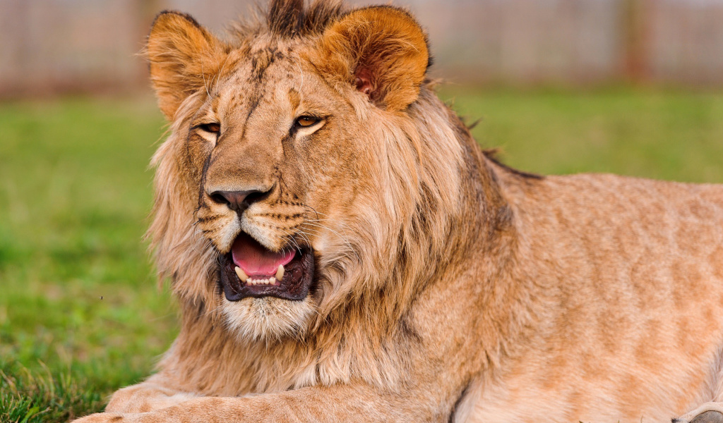 Обои Lion in Mundulea Reserve, Namibia 1024x600