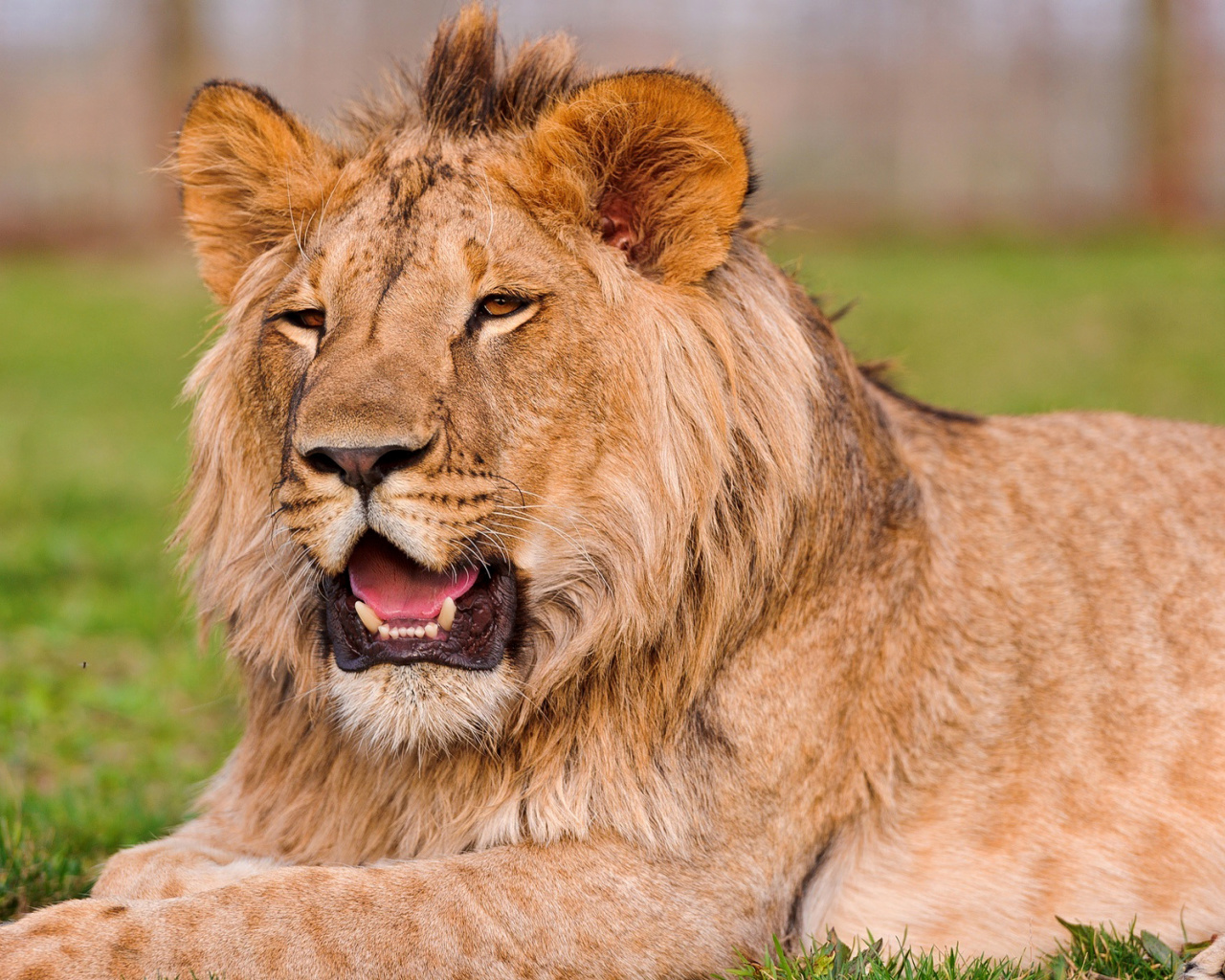 Lion in Mundulea Reserve, Namibia wallpaper 1280x1024