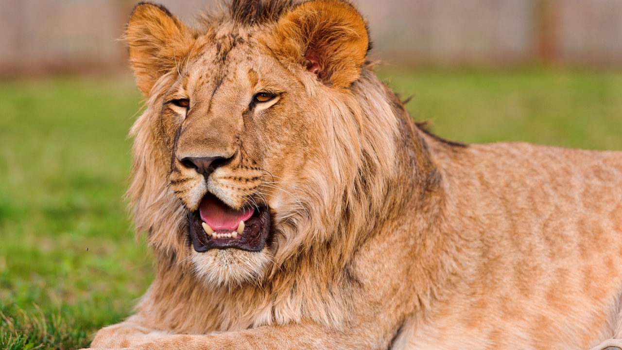 Fondo de pantalla Lion in Mundulea Reserve, Namibia 1280x720