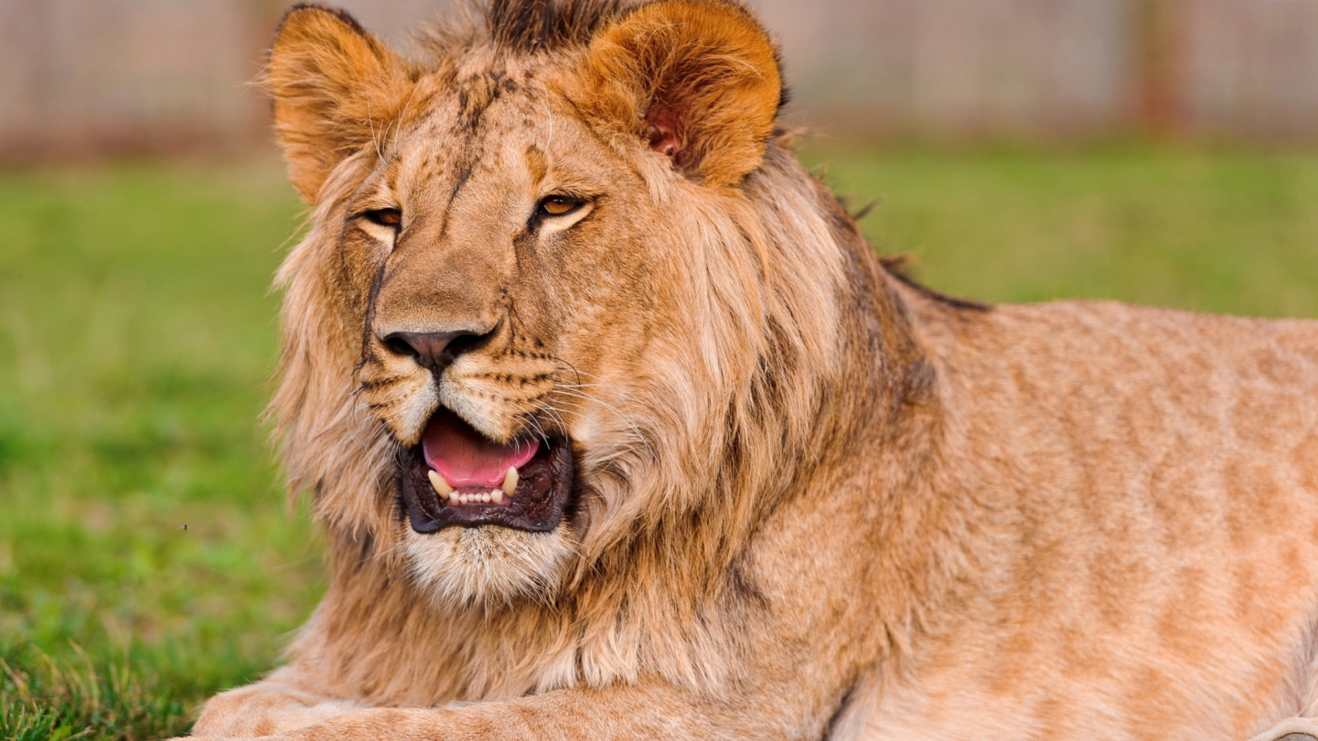 Fondo de pantalla Lion in Mundulea Reserve, Namibia 1920x1080
