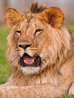 Lion in Mundulea Reserve, Namibia wallpaper 240x320