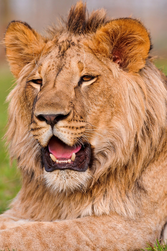 Lion in Mundulea Reserve, Namibia wallpaper 640x960