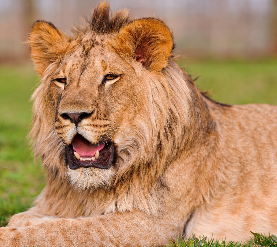 Lion in Mundulea Reserve, Namibia wallpaper 960x854