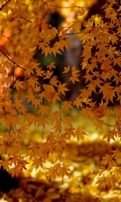 Screenshot №1 pro téma Autumn Leaves Lace 240x400