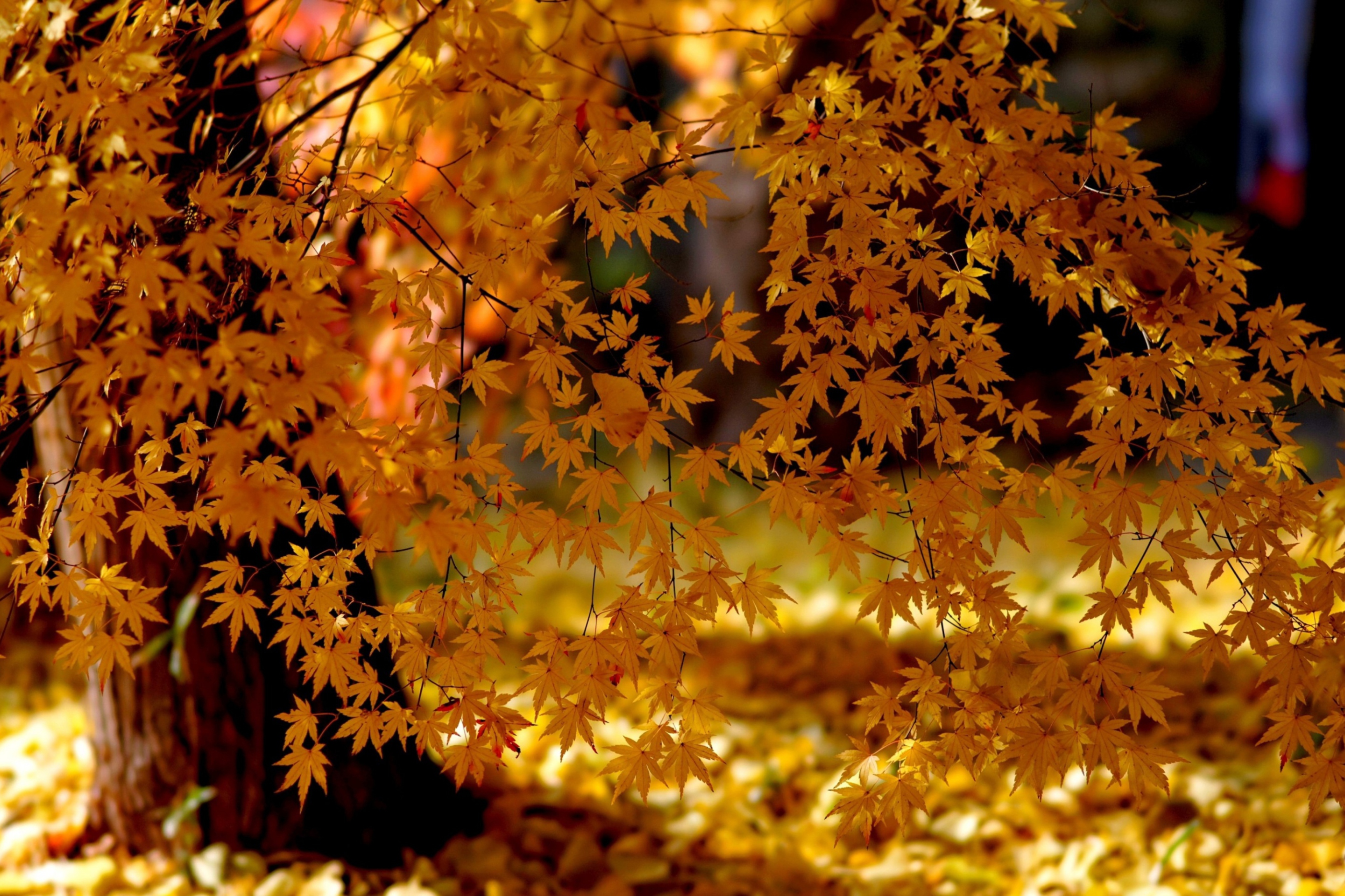 Das Autumn Leaves Lace Wallpaper 2880x1920