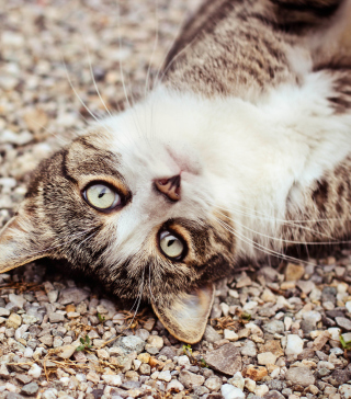 Cat On Pebble - Obrázkek zdarma pro 640x1136