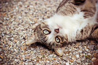 Cat On Pebble - Obrázkek zdarma pro Samsung Galaxy Tab 3 10.1