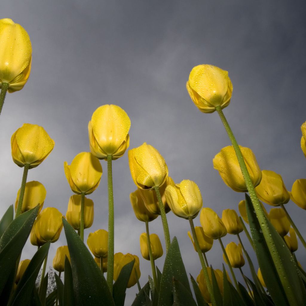 Screenshot №1 pro téma Low Angle Tulips 1024x1024