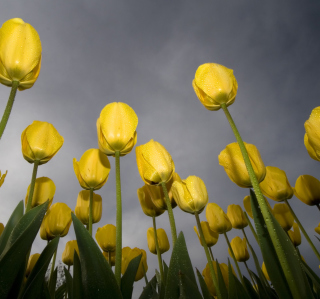 Low Angle Tulips sfondi gratuiti per iPad mini