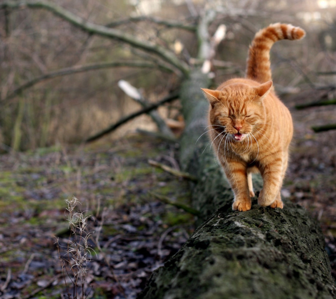 Das Cat In Forest Wallpaper 1080x960