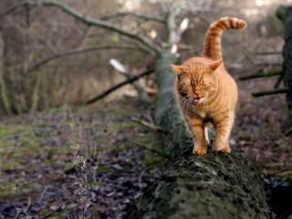 Das Cat In Forest Wallpaper 320x240