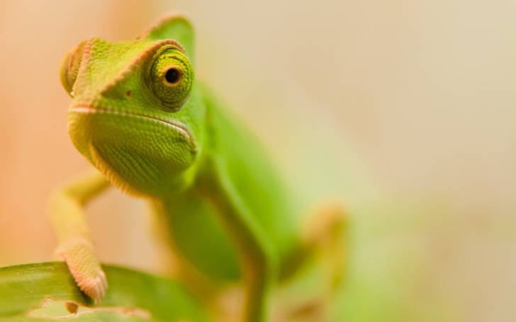 Green Chameleon wallpaper