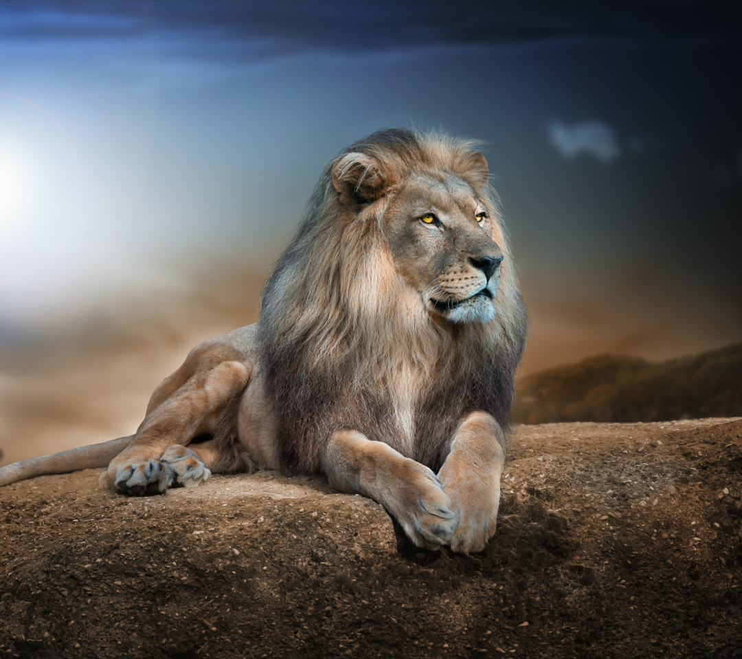 Das King Lion Wallpaper 1080x960