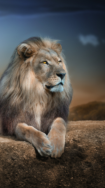 Das King Lion Wallpaper 360x640