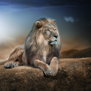 Kostenloses King Lion Wallpaper für 208x208