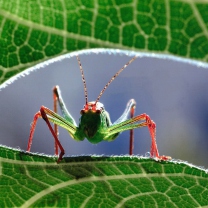 Fondo de pantalla Grasshopper 208x208