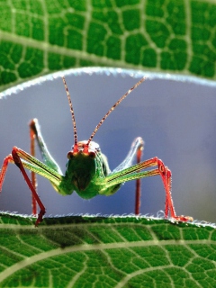 Fondo de pantalla Grasshopper 240x320