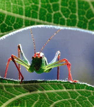 Grasshopper - Obrázkek zdarma pro Nokia Asha 308