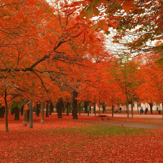 Autumn Scenery - Fondos de pantalla gratis para 1024x1024